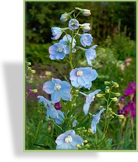 Rittersporn, Delphinium belladonna 'Ballkleid'