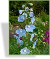 Rittersporn, Delphinium belladonna 'Ballkleid'