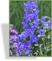 Rittersporn, Delphinium belladonna 'Bellamosum'