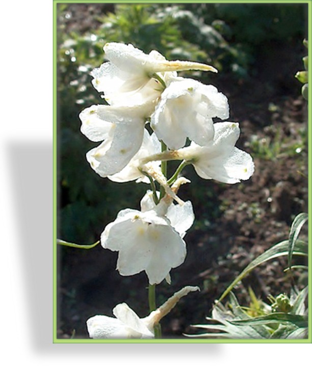 Rittersporn, Delphinium belladonna 'Casa Blanca'