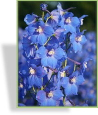 Rittersporn, Delphinium belladonna 'Piccolo'