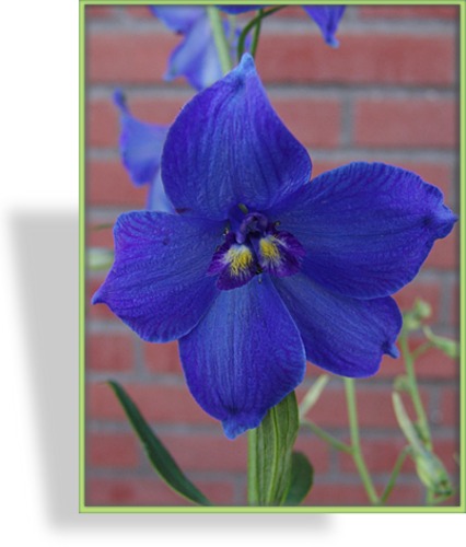 Rittersporn, Delphinium belladonna 'Atlantis'