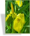 Iris, Sumpfschwertlilie, Iris pseudacorus