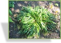 Ziergras, Waldmarbel, Luzula sylvatica 'Tauernpass'