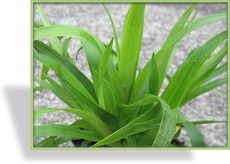 Ziergras, Waldmarbel, Luzula sylvatica 'Auslese'