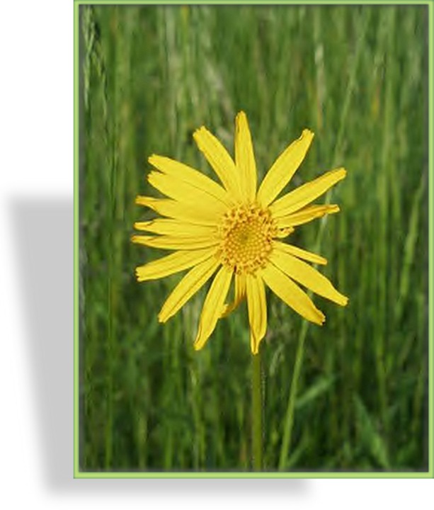 Arnika, Bergwohlverleih