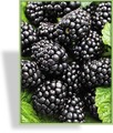 Brombeere, SP-Gehölze