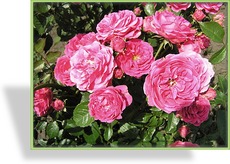 Rose, Beetrose, Rosa 'Amulett'