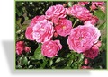 Rose, Beetrose, Rosa 'Amulett'