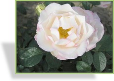 Rose, Beetrose, Rosa 'Bella Weiss'