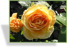 Rose, Beetrose, Rosa 'Bernstein Rose'