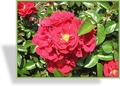 Rose, Beetrose, Rosa 'Colossal Meidiland'