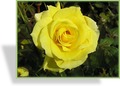 Rose, Beetrose, Rosa 'Friesia'