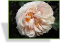 Rose, Beetrose, Rosa 'Garden of Roses'
