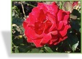 Rose, Beetrose, Rosa 'Nina Weibull'
