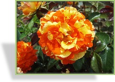 Rose, Beetrose, Rosa 'Papagena'