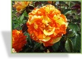 Rose, Beetrose, Rosa 'Papagena'