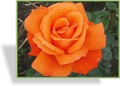 Rose, Beetrose, Rosa 'Prominent'