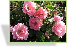 Rose, Beetrose, Rosa 'Bonica 82'