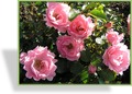 Rose, Beetrose, Rosa 'Bonica 82'