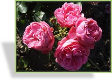 Rose, Beetrose, Rosa 'Leonardo da Vinci'