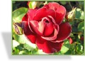 Rose, Beetrose, Rosa 'Lilli Marleen'