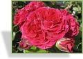 Rose, Beetrose, Rosa 'Leonardo da Vinci'