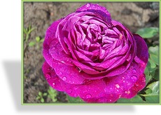 Rose, Beetrose, Rosa 'Heidi Klum'