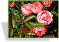 Rose, Beetrose, Rosa 'Margo Koster'