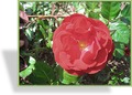 Rose, Beetrose, Rosa 'Mariandel'