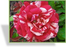Rose, Beetrose, Rosa 'Papageno'