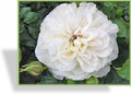 Rose, Beetrose, Rosa 'Petticoat'