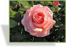 Rose, Beetrose, Rosa 'Poesie'