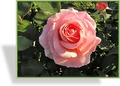 Rose, Beetrose, Rosa 'Poesie'