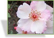 Rose, Beetrose, Rosa 'Sweet Pretty'