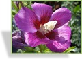 Hibiskus, SP-Gehölze