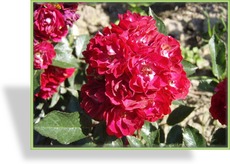 Rose, Zwergrose, Rosa 'Alberich'