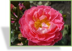 Rose, Zwergrose, Rosa 'Charmant'