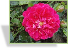 Rose, Zwergrose, Rosa 'Roxy'