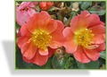 Rose, Zwergrose, Rosa 'Coco'