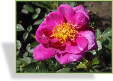 Rose, Zwergrose, Rosa 'Bluenette'
