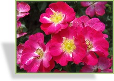 Rose, Zwergrose