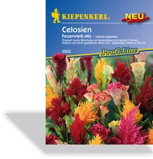 Celosia Feuerwerk Mix