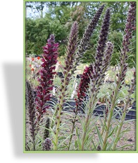 Natternkopf, Roter Natternkopf, Echicum russicum