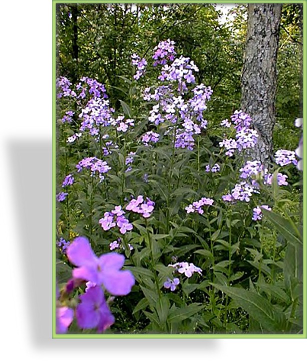 Nachtviole, Hesperis matronalis