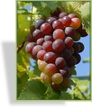 Weinrebe, SP-Gehölze