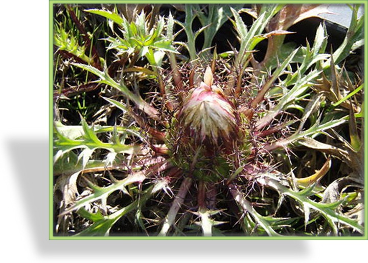 Silberdistel, Carlina acaulis ssp simplex