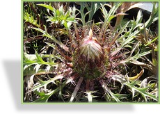 Silberdistel, Carlina acaulis ssp simplex