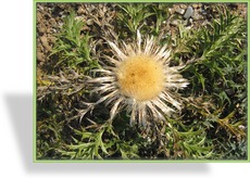 Silberdistel