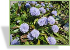 Kugelblume